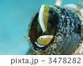 ナカモトイロワケハゼ