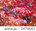 紅葉（エゾオオモミジ）