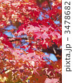 紅葉（エゾオオモミジ）