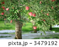 りんごの森