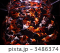 金魚