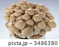 ぶなしめじ