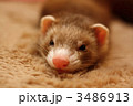 フェレット