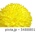 菊の切り抜き