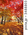 盛岡城跡公園の紅葉