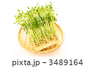 スプラウトの豆苗