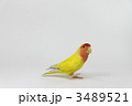 コザクラインコ