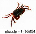 サワガニ