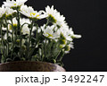 菊の花