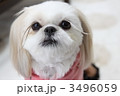 愛犬