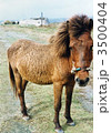 与那国島の馬