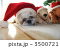 クリスマスワンコ