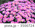 小菊