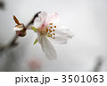 四季桜