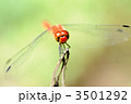 赤とんぼ