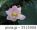 蓮の花
