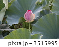 蓮のつぼみ