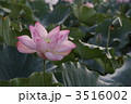 蓮の花