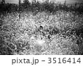 猫じゃらしの原っぱ