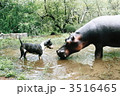 カバと犬のまさかの出会い