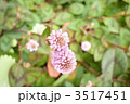 ヒメツルソバの世界