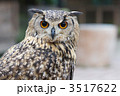 ベンガルワシミミズク