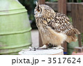 ベンガルワシミミズク