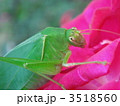 カメラ目線の、ウマオイ