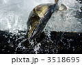 魚道を登る鮭