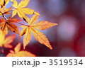 3519534