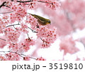 メジロの花見