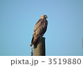 青空とノスリ