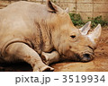 サイ横顔