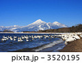 白鳥と磐梯山（猪苗代湖の天神浜）