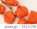 ほおずき