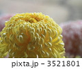 黄色の菊花(大菊の厚物)