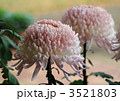 薄桃色の大菊(厚物・厚走り)