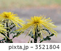 黄色の大菊(管物・細管)