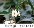 ひいらぎの花