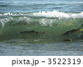 鮭の魚影