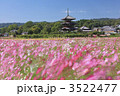 秋風に揺れるコスモス
