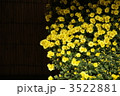 11月　キク・キク科29