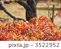 11月　ハナミズキ・ミズキ科82紅葉