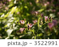 11月　ホトトギス・ユリ科77