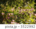 11月　ホトトギス・ユリ科78