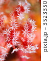 水中の花