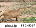 カピバラ