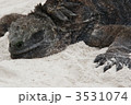 イグアナ