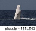 ザトウクジラ