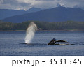 ザトウクジラ